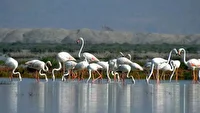 زیستگاه‌های خوزستان انتخاب ۷ هزار و ۵۰۰ فلامینگو