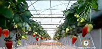 کاهش ۳۰ درصدی مصرف انرژی همراه با برداشت ۷۰ تُن توت فرنگی در سال