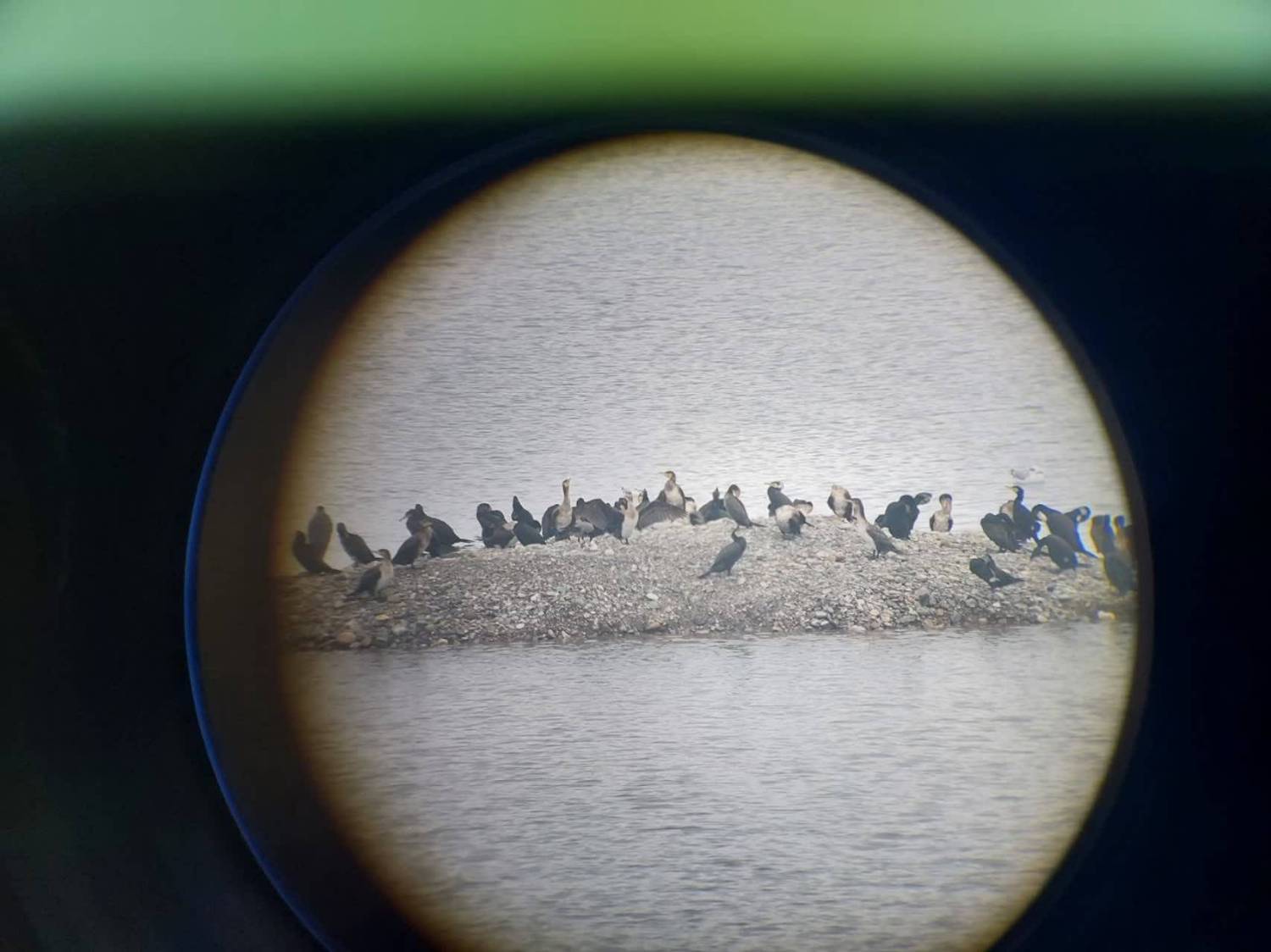 پایش آنفلوآنزای فوق‌حاد پرندگان در حوزه سد سردشت و رودخانه زاب