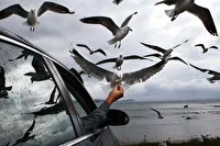 تهدید پنهان غذادهی به پرندگان