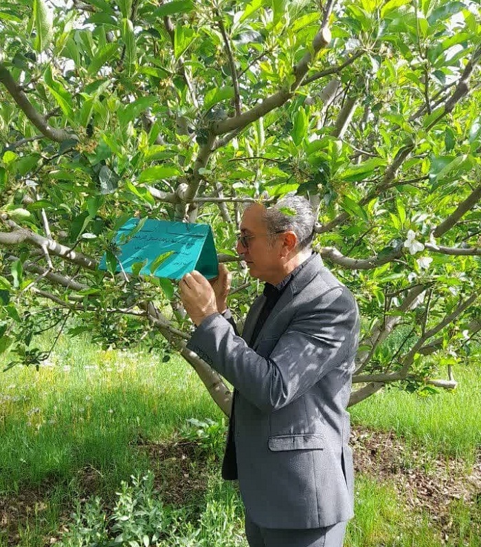 پایش مستمر باغات حوزه عمل مرکز جهاد کشاورزی زینالو؛ گامی مهم در مدیریت آفات و بیماری‌ها