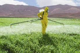 مبارزه با سن گندم در ۱۵۰ هزار هکتار از گندمزارهای استان زنجان