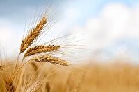 آغاز برداشت گندم در میامی