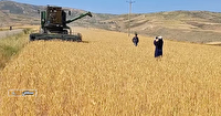برداشت گندم در مناطق گرمسیری خراسان شمالی