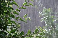 تابستان در گیلان با باران آغاز می‌شود