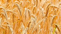 خرید گندم در خراسان جنوبی از مرز ۹ هزار تن گذشت