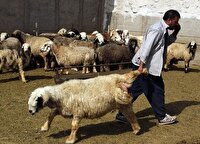 مکان‌یابی ایجاد ۴ مرکز عرضه دام زنده در اهواز
