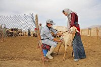 برگزاری اردوی جهادی دامپزشکی در ۱۵ نقطه خراسان شمالی