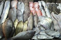 بازار ماهی فروشان خیابان کاوه اهواز ، مرکز خرید ماهی جنوب