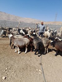 راه اندازی بیش از هزار شغل دامداری برای مددجویان کمیته امداد