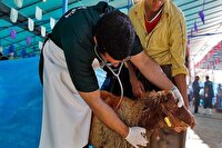 نظارت بر ذبح بیش از ۹۶۰ رأس دام در تاسوعا و عاشورای حسینی