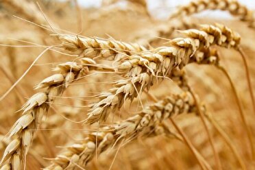 خرید ۲۶ هزار تن محصولات راهبردی توسط تعاون روستایی کارون