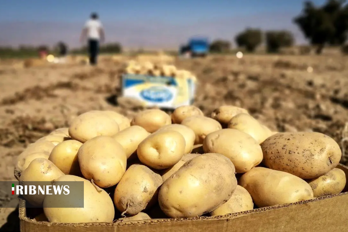 خرید توافقی سیب زمینی در آذربایجان شرقی