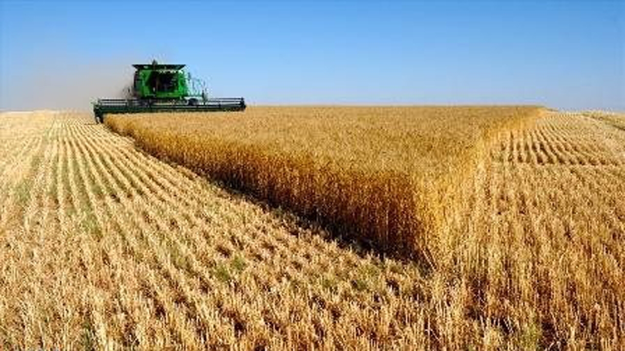 برداشت خوشه‌های طلایی گندم از مزارع اقلید
