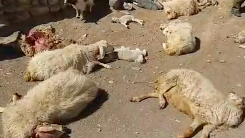 ۳۰رأس دام براثر آشامیدن آب آلوده تلف شدند