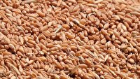 خرید تضمینی ۳۳ هزار تن گندم از کشاورزان اصفهان