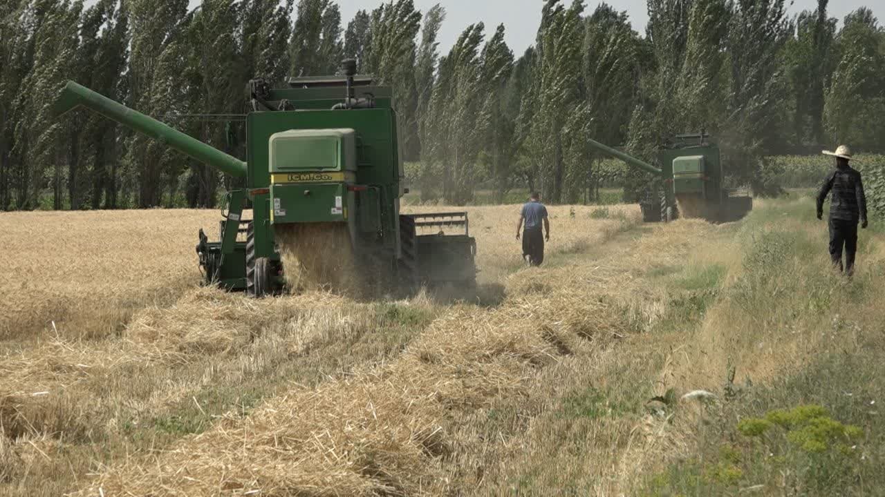برداشت بیش از ۶۰ هزار تُن گندم از مزارع خوی