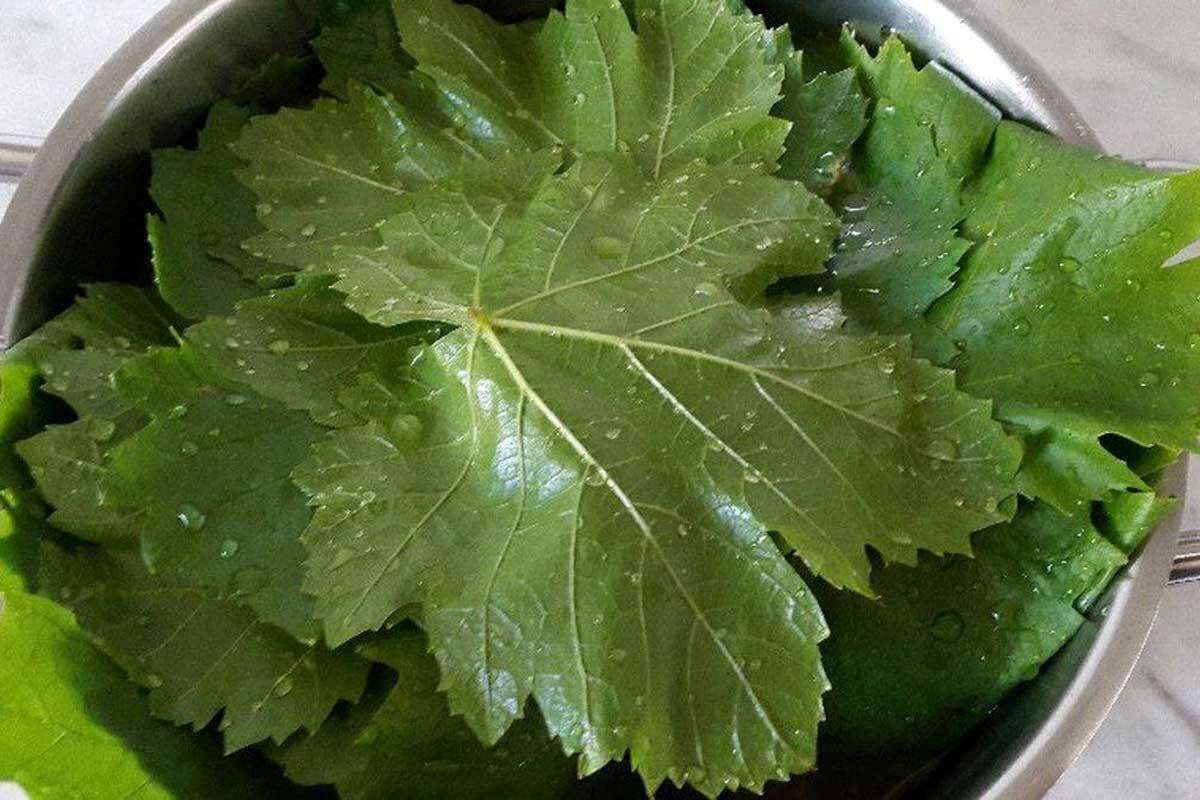 خواص برگ مو و فواید برگ این میوه برای سلامت بدن