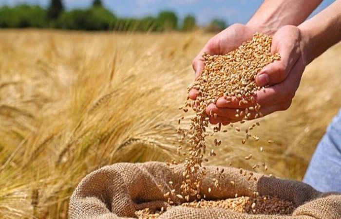 فعالیت سه مرکز خرید گندم در بروجرد فعالیت سه مرکز خرید گندم در بروجرد