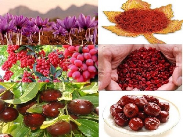 افزایش ۱۹ هزار تنی فرآوری محصولات خراسان جنوبی