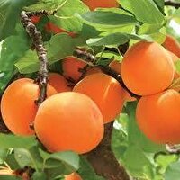 پیش بینی برداشت ۸ هزار تن زردآلو
