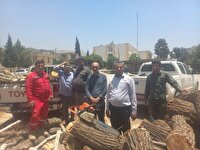 دستگیری متخلف قطع درختان چنار در تنگ سریز