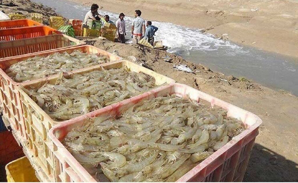 برداشت میگوی سالم برای چهارمین سال متوالی در کنارک