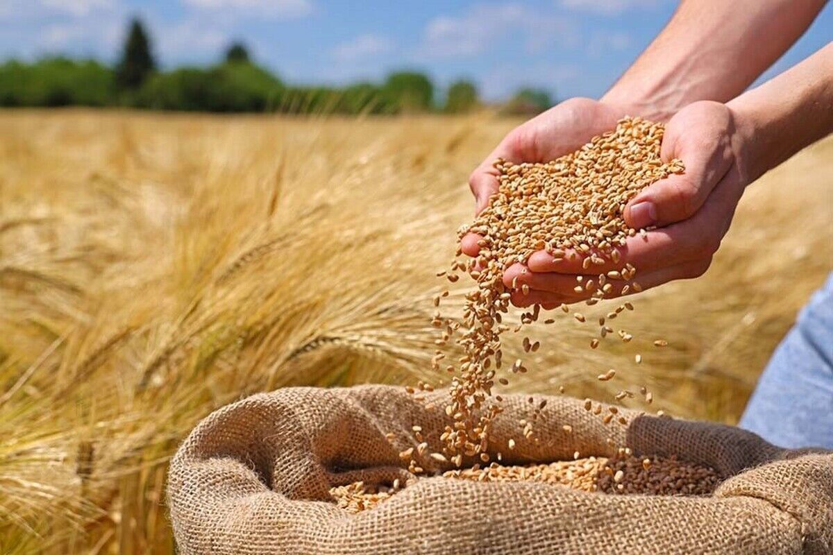 برداشت بیش از ۲۲ هزار تن گندم از مزارع زرقان