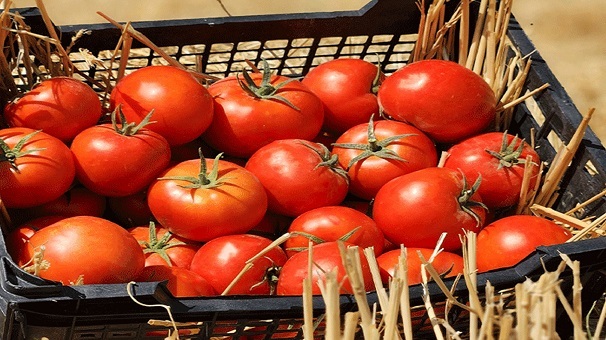 پرداخت ۱۰۰ درصد بهای گوجه فرنگی خریداری شده از کشاورزان گلستانی پرداخت ۱۰۰ درصد بهای گوجه فرنگی خریداری شده از کشاورزان گلستانی