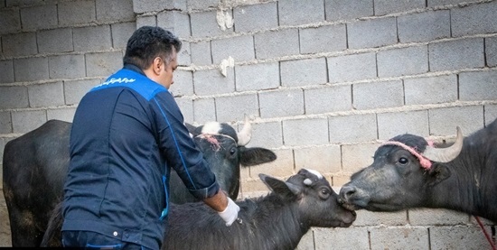 صیانت از سرمایه دامی با واکسیناسیون بیش از ۴ هزار راس دام علیه تب برفکی