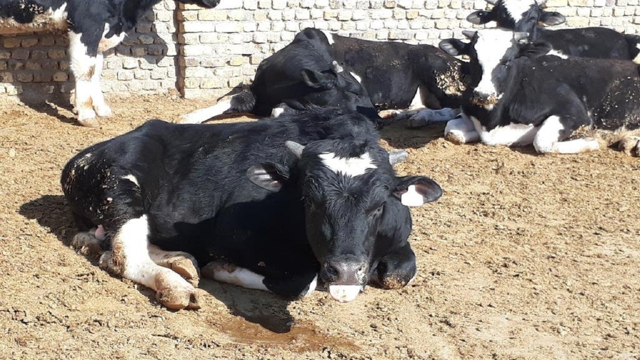 لزوم اقدام فوری برای مهار تب برفکی