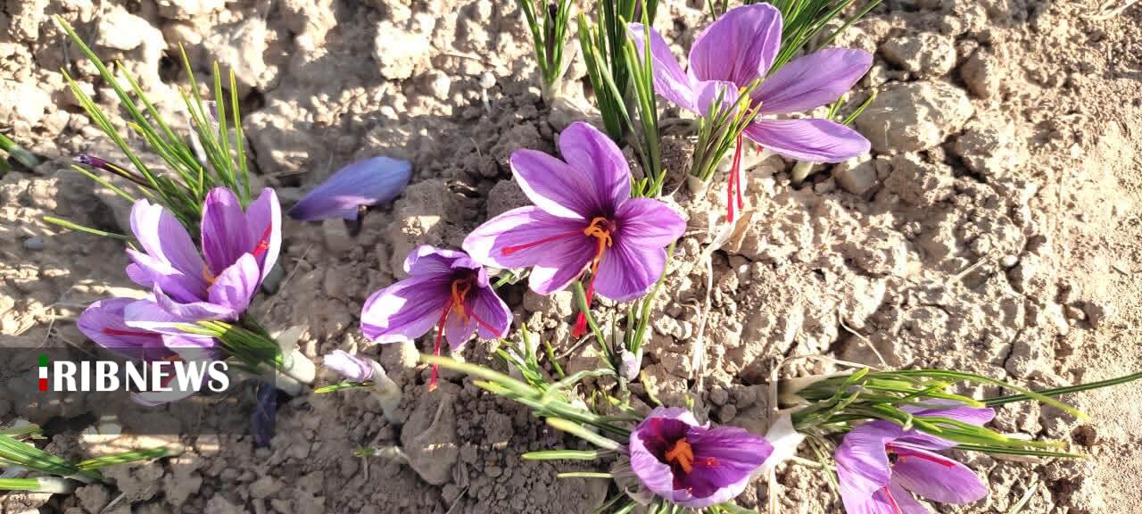 پیش بینی برداشت ۱.۹ تن زعفران از مزارع شهرستان مرند