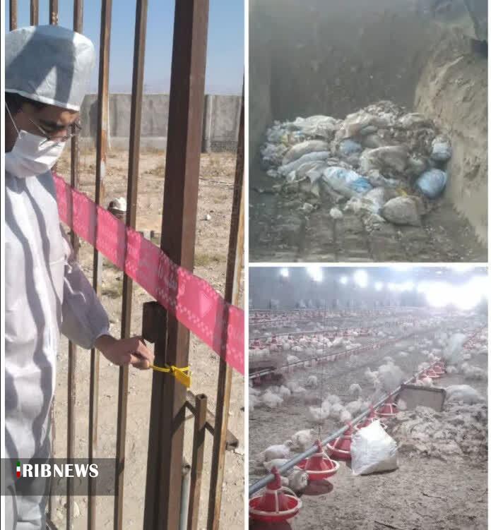 معدوم سازی ۳۰ هزار قطعه مرغ در یک واحد مرغداری شیروان معدوم سازی ۳۰ هزار قطعه مرغ در یک واحد مرغداری شیروان