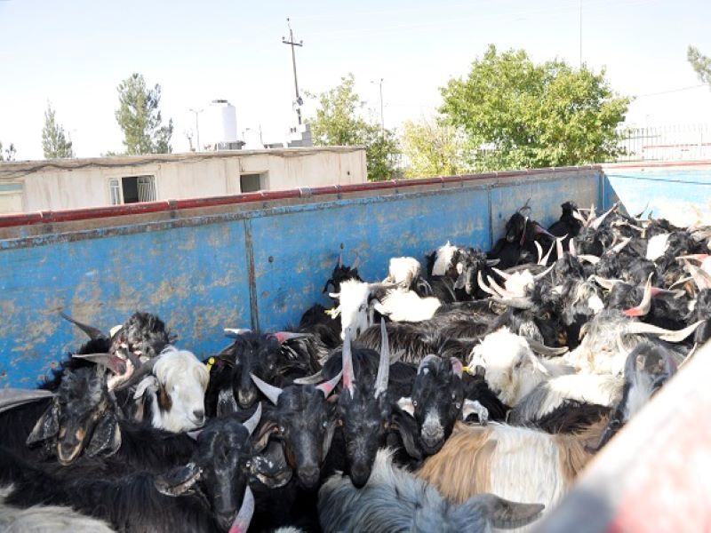 کشف ۷۹ راس احشام فاقد مجوز در شهرستان اوز کشف ۷۹ راس احشام فاقد مجوز در شهرستان اوز