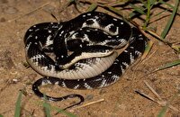 نجات ۸ نفر از گزش سیاه‌مار در جنوب سیستان و بلوچستان