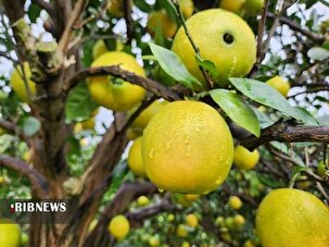 پاییز بارانی در باغ‌های مرکبات مازندران
