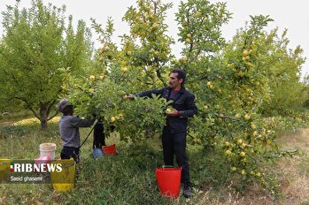 برداشت سیب از باغ‌های اهر