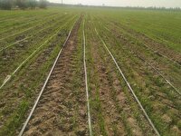 کشت گندم در زمین‌های کشاورزی هرمزگان