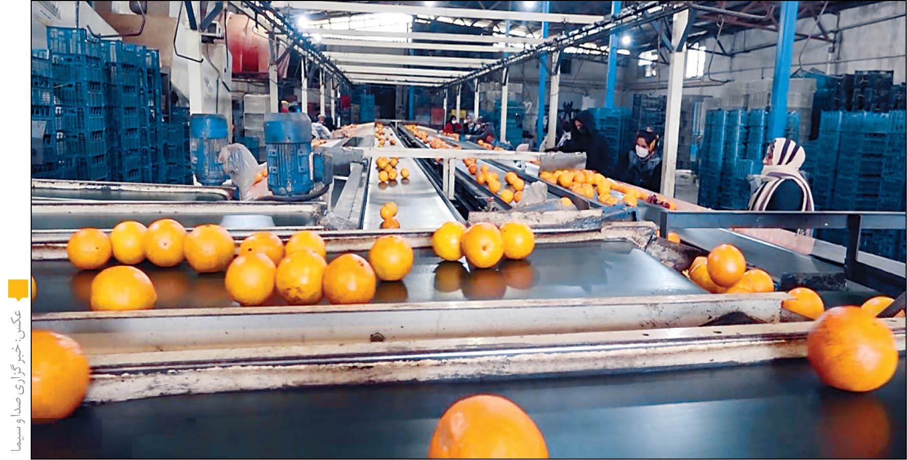 میدان میوه و تره بار و صنایع تبدیلی ؛ حلقه مفقوده باغداری در کهگیلویه و بویراحمد