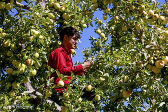 میدان میوه و تره بار و صنایع تبدیلی ؛ حلقه مفقوده باغداری در کهگیلویه و بویراحمد