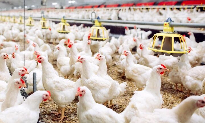 تولید گوشت مرغ درآذربایجان‌غربی در وضعیت مطلوب؛ استمرار تأمین نهاده‌های دامی از بنادرکشور