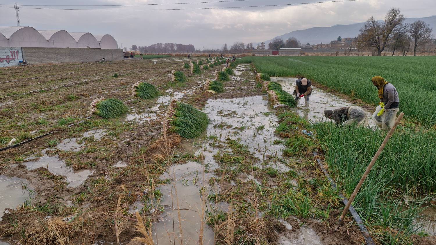 آغاز برداشت سیرسبز در بیضا