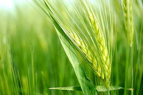 کشت گندم آبی در ۲۱۰ هزار هکتار از زمینهای خوزستان کشت گندم آبی در ۲۱۰ هزار هکتار از زمینهای خوزستان