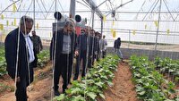 بهره‌ برداری از گلخانه ۲ هزار متر مربعی در بجنورد 