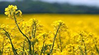 خرید ۲ هزار و ۱۰۰ تن کلزا از کشاورزان لرستانی