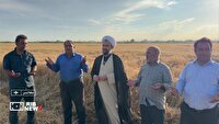 برداشت گندم و پرداخت زکات در استان اردبیل